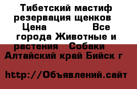 Тибетский мастиф резервация щенков › Цена ­ 100 000 - Все города Животные и растения » Собаки   . Алтайский край,Бийск г.